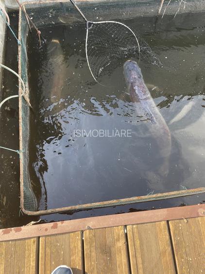 Conac lac Snagov cu ponton - 51