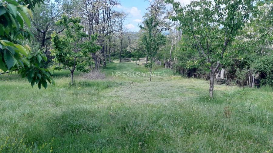 Teren extravilan de vânzare – Stănești, 3.861 mp, livadă de cireși - 10