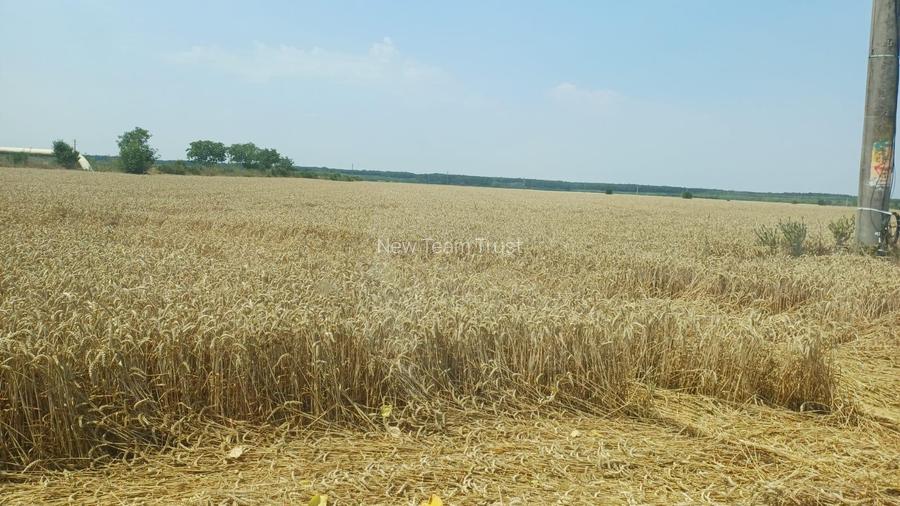 Vanzare Teren Otopeni 23 August-  Tunari - Dimieni - Tamasi - 14