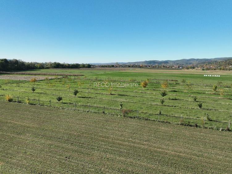 RECO, Teren cu livada de nuci, Zona Auseu, Bihor - 12