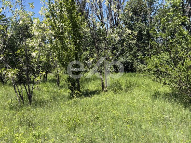 Teren 2.200 mp lângă pădure, la 11 km de Pitești – ideal pentru casă și relaxare - 8