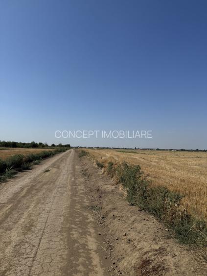 Teren 10.000 mp - Dragomiresti Vale, Ilfov - 3