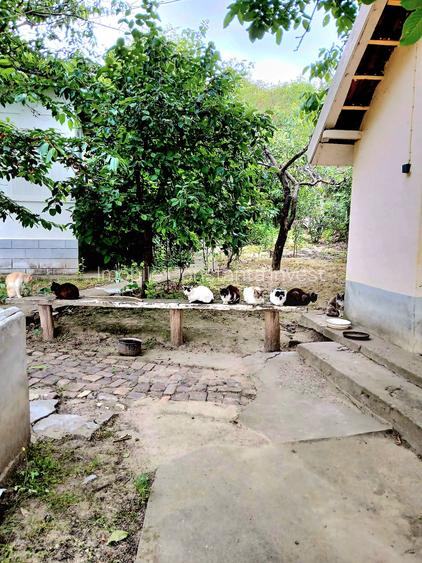 Seimenii Mari Casa 5 camere S.teren:4260 +vie+pomi fructiferi  vedere la Dunare - 3