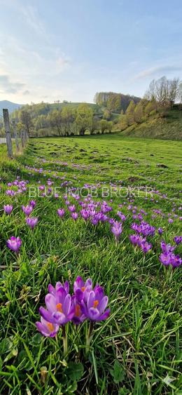 Teren de vanzare in Bucovina - 7