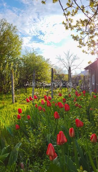 Casa cu teren 1400mp - 5