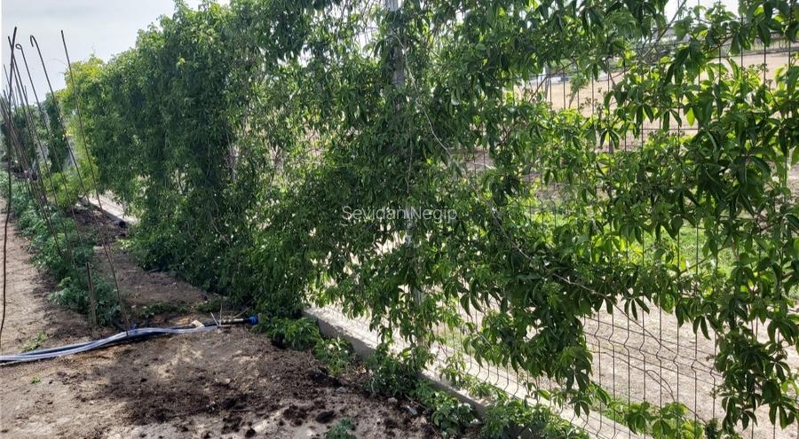 Ocazie! Teren intravilan-3417m-deschidere 54m-toate utilitatile-Poiana-Constanta - 10