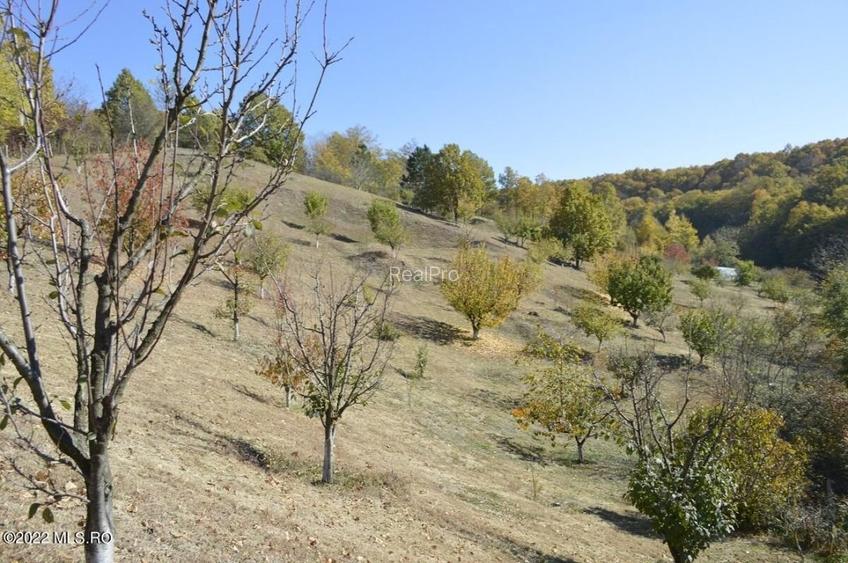 Topoloveni - Conacul Ion Mihalache, Domeniu pe 5 Hectare! - 45