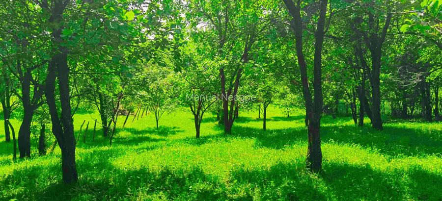 Teren intravilan Talea situat in mijlocul naturii ! - 11