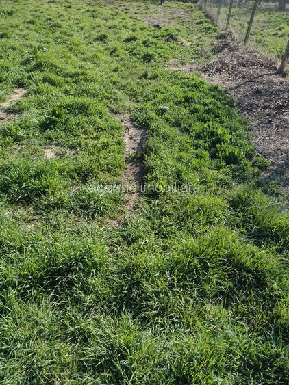 Teren intravilan Poiana - 4