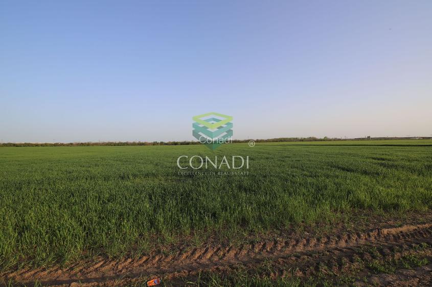 Teren Clinceni 5.792 mp - 4