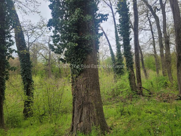 SUPER  OCAZIE TEREN 4000MP DE VANZARE IN SNAGOV CU DESCHIDERE LA LACUL SNAGOV - 5