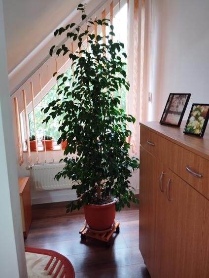 Voluntari Vanzare Vila 265 000eur