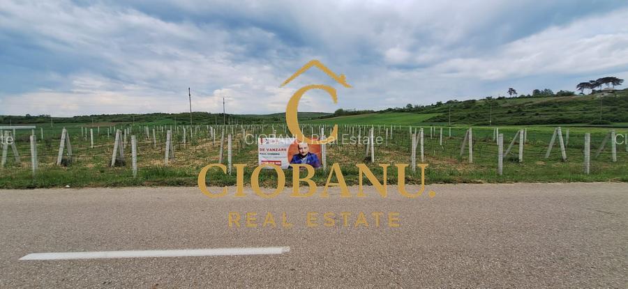 Teren intravilan cu PLANTATIE DE GOJII de vanzare in Racari - 11
