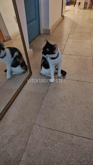 Apartament de vanzare cu gradina - 11