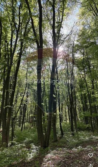 DE VANZARE Teren intr-un colț de Transilvanie autentică - 14