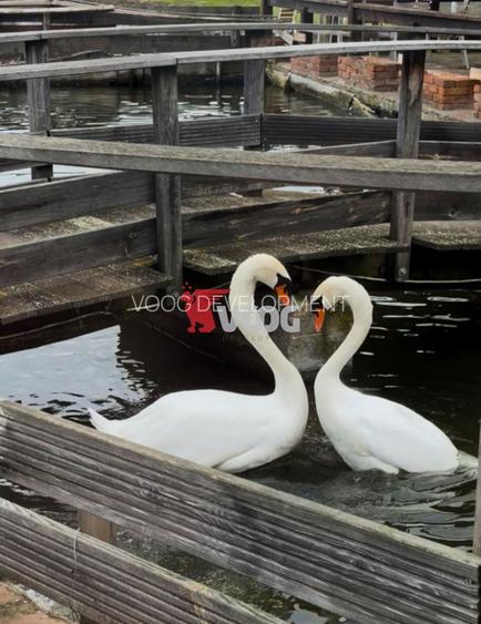 Oportunitate unică de investiție – Complex piscicol cu restaurant - 8