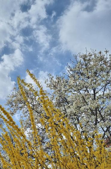 Apartament 2 camere decomandate - Parcul Cancicov - zonă verde - 8