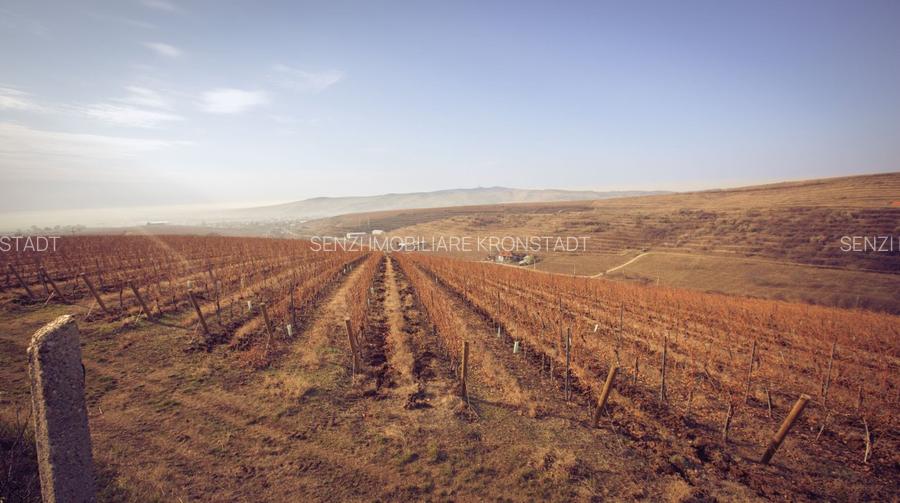 Podgorie de vita-de-vie nobila cu conac boieresc - 7