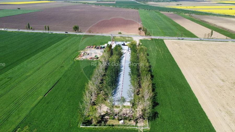 Ferma porcine la cheie - 4