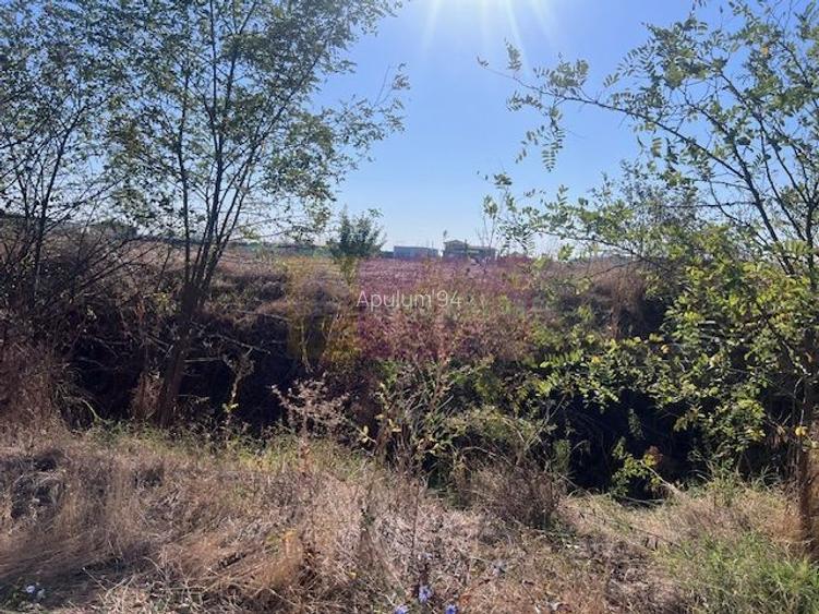 Teren Cornetu Strada Magnoliei- Pinului. - 2