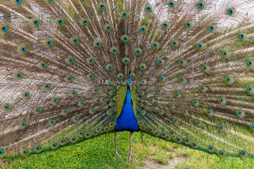 Complex pensiune, sala evenimente, restaurant, terase, gradini - langa Timisoara - 23