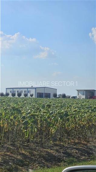 Teren de vanzare  - Caciulati - Ilfov - 2
