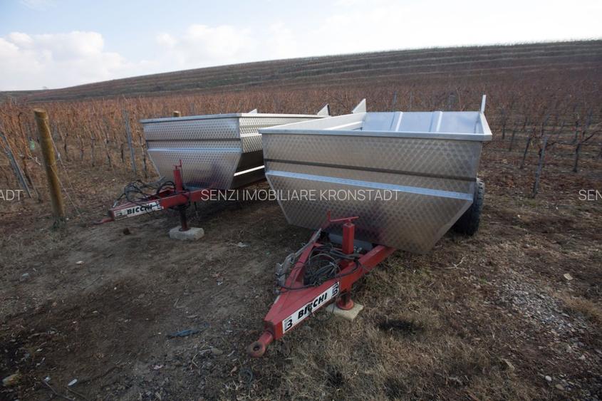 Podgorie de vita-de-vie nobila cu conac boieresc - 8