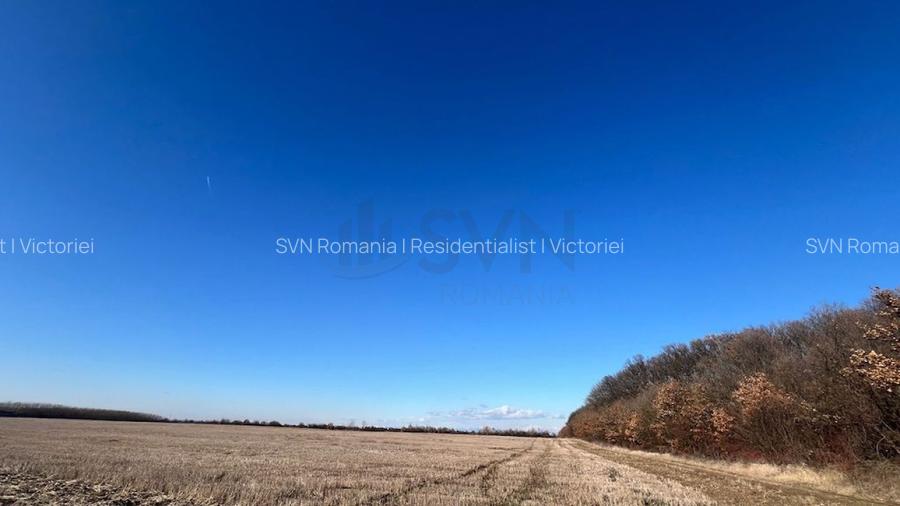 REL4000892 Corbeana - Ostratu 15200 mp langa padure - 6