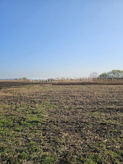 Teren extravilan pentru balastiera Biharia - 4