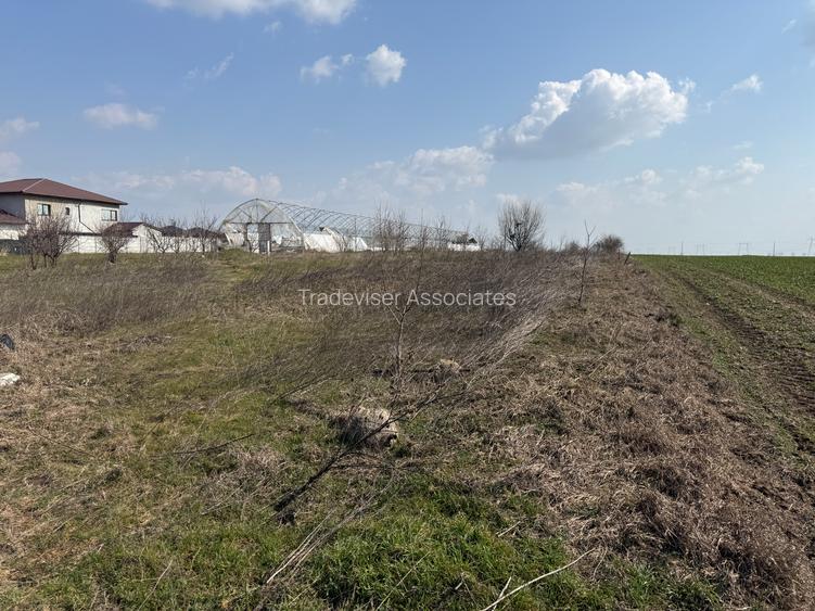 Teren intravilan 4.990 mp – Frumușani, zona Pasărea | Deschidere 22,5 m - 5
