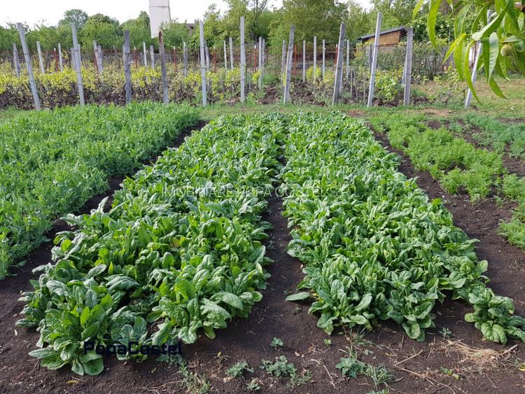 Petresti - Corbeanca 4648 mp intravilan desch. 33 m, utilitati, acces asfaltat - 12