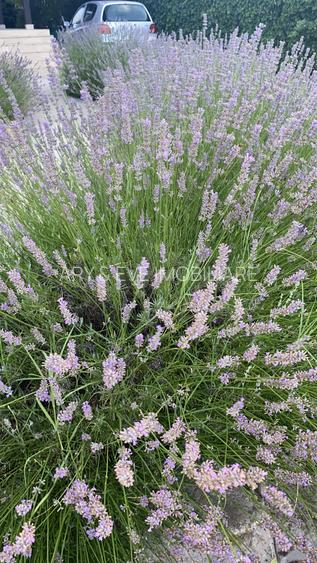 Vanzare casa Paradisul Verde Corbeanca - 17