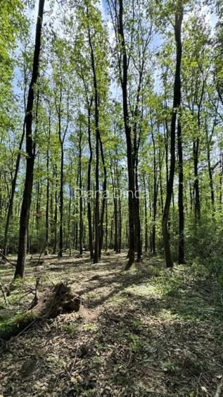 Teren Corbeanca- Darza -deschidere la Padurea Valea Mocanului intre 5 si 38 ha - 2