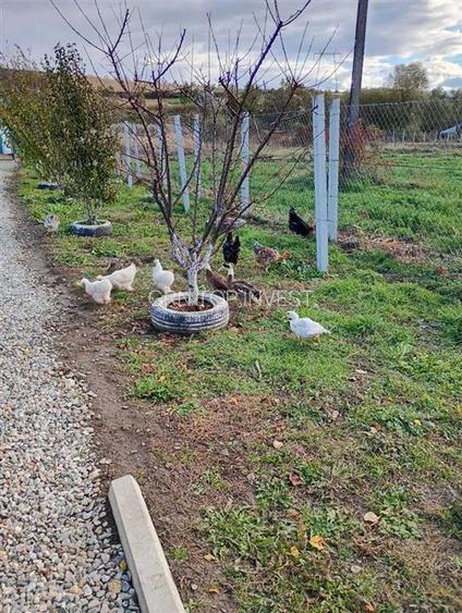 Teren extravilan cu apa si curent 700 mp in Sura Mare - 3