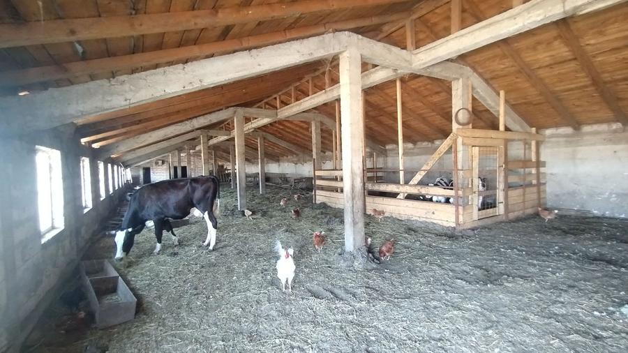 Fermă colectare și îngrașare animale judet Constanta