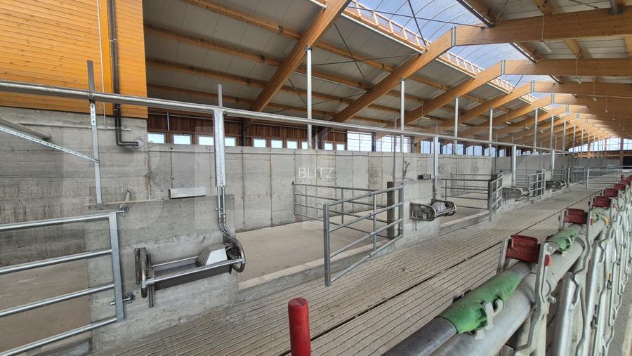 Ferma noua, moderna si complet utilata, de bovine de inchiriat, 1900 mp, Lazuri - 8