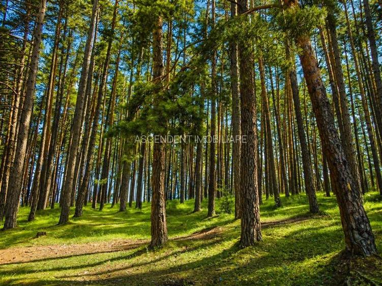 Incantator parc privat, 1.500mp: casa/ pensiune/ refugiu montan, Sacele, Brasov - 4