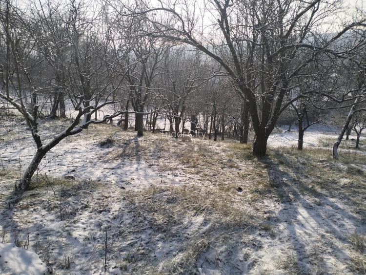 Moșia boierească din vârf de deal, Scorțeni - Prahova, comision 0% - 8