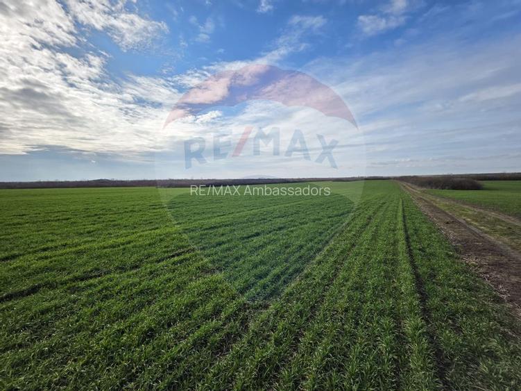 Vânzare teren agricol 12 ha, Giarmata - Jud. Timiș - 3
