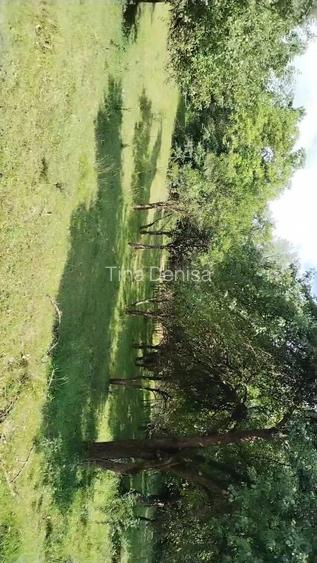 Teren extravilan de vânzare  comuna Șișești sat Șișești Maramures - 12