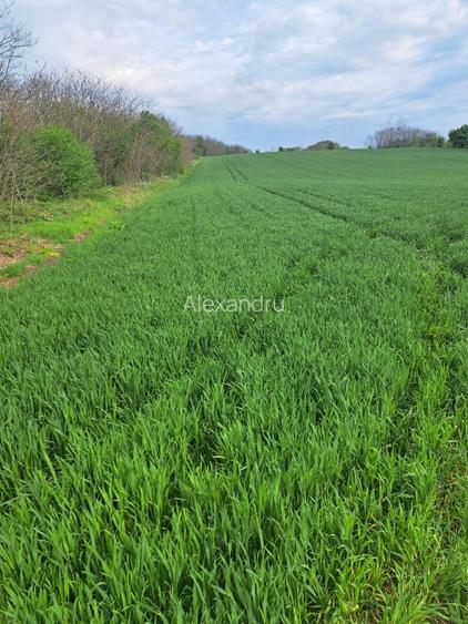 Teren intravilan Frumusani - 5