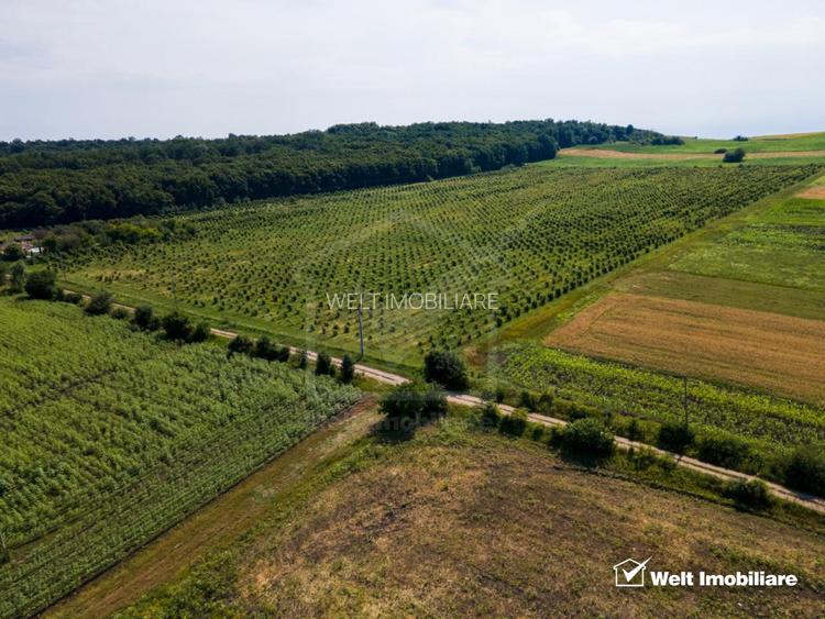 Teren nucifer cu plantatie de aluni, sat Frata, jud. Cluj - 6
