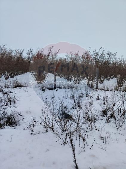 Teren intravilan Dorobanti - 2