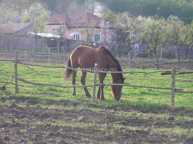 (307) Teren intravilan Calinesti – sat Carstieni, jud. Arges / Direct proprietar - 6