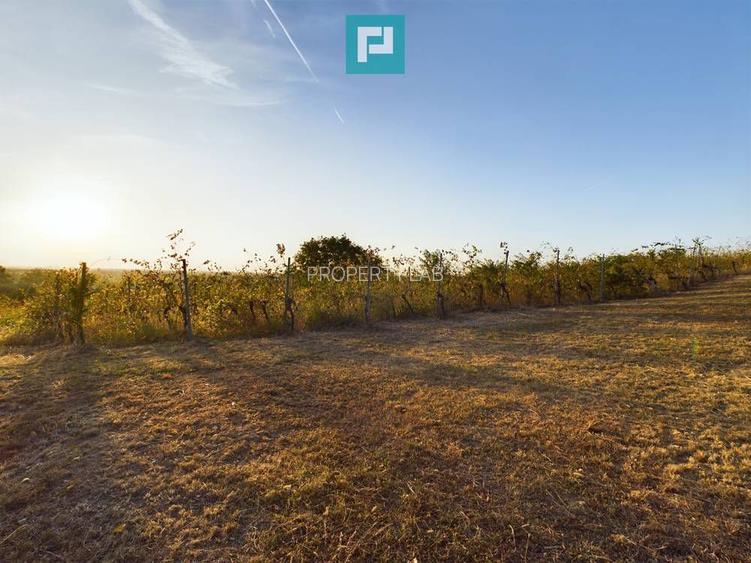 Pivnițele Birăuaș D.O.C Miniș - RATE FĂRĂ DOBÂNDĂ - 31