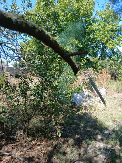 Casa cu teren mare in Bolintin Deal - 8