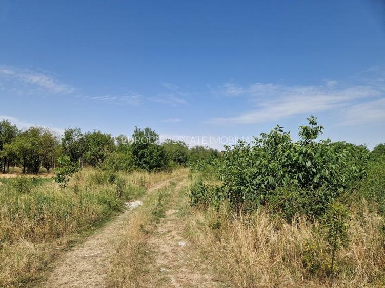 Domnesti - Ciutaci, vanzare 4 loturi de teren intravilan - 20