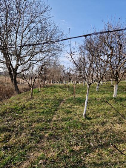 Teren - Roman  -Trifesti - ieșire la lac - livada pe rod - 5