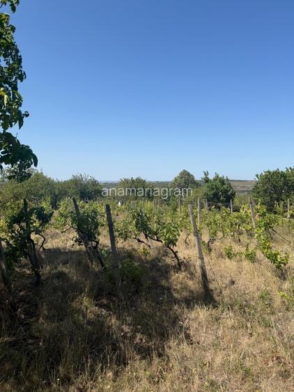 Teren de vis cu casă de vacanță în Oradea: livadă pe rod, panoramă superbă - 5