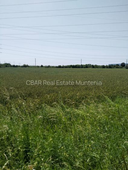 Teren de vanzare 7.360 mp  Oarja, Pasarela A1 Pret  25 760 euro 3,5 €/mp! - 3